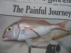 Pagellus erythrinus