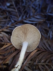 Rhizocybe