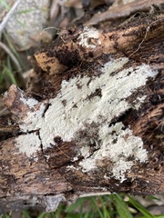 Ceratiomyxa fruticulosa