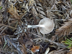 Rhizocybe