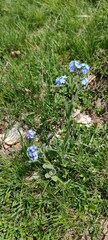 Myosotis alpestris