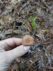 Rhizocybe