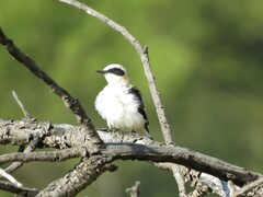 Oenanthe hispanica