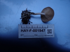 Rhizocybe