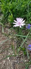 Scorzonera purpurea