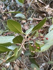 Heteromeles arbutifolia