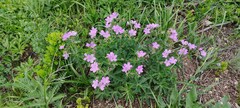 Geranium sylvaticum