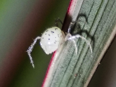 Coleosoma