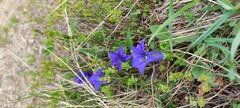 Gentiana acaulis