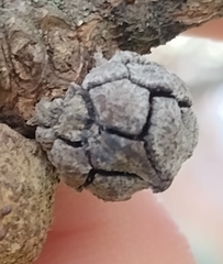 Andricus truncicolus