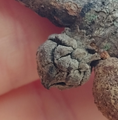 Andricus truncicolus