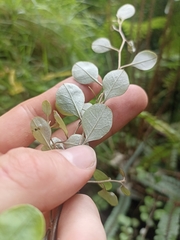 Helichrysum lanceolatum