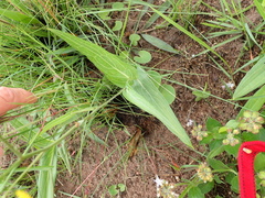 Senecio bupleuroides