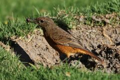 Monticola rupestris