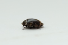 Anthrenus fuscus
