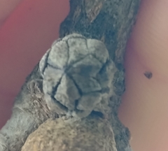 Andricus truncicolus