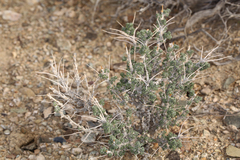 Artemisia spinescens
