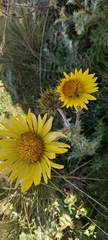Berkheya barbata