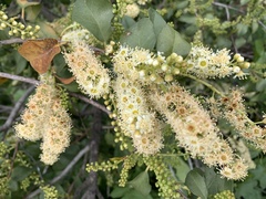 Prunus ilicifolia lyonii