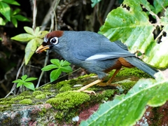 Pterorhinus mitratus