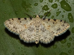 Scopula nigrinotata