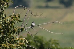 Ficedula hypoleuca