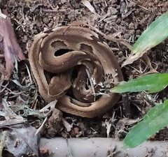 Bothrops jararaca