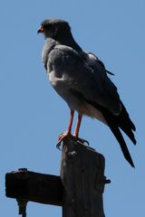 Melierax canorus canorus