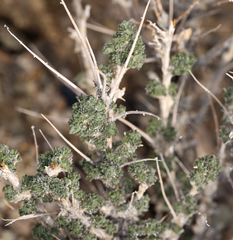 Artemisia spinescens