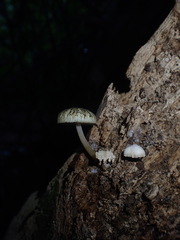 Pluteus readiarum