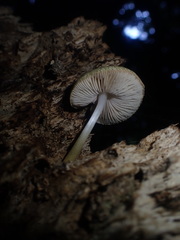 Pluteus readiarum