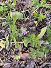 Erodium