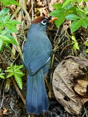 Pterorhinus mitratus