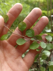 Helichrysum lanceolatum