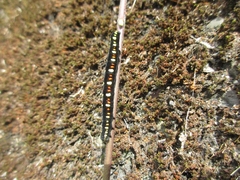 Oraesia emarginata