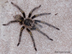 Grammostola pulchripes