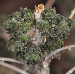 Artemisia spinescens
