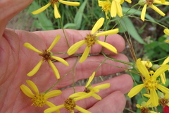 Senecio bupleuroides