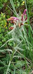 Pedicularis lanata