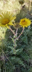 Berkheya barbata
