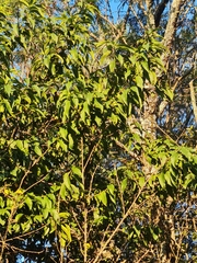 Erythrina lysistemon