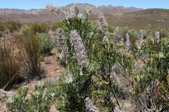 Paranomus bracteolaris