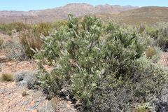 Paranomus bracteolaris