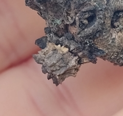 Andricus truncicolus