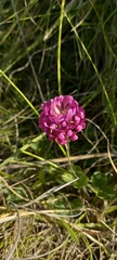 Trifolium burchellianum