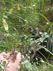 Helichrysum lanceolatum