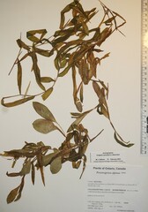 Potamogeton alpinus