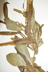 Potamogeton alpinus