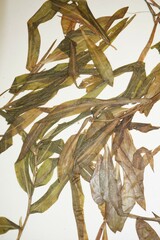 Potamogeton alpinus
