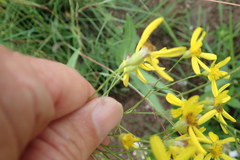 Senecio bupleuroides